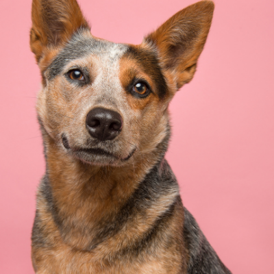 Australian-Cattle-dog3