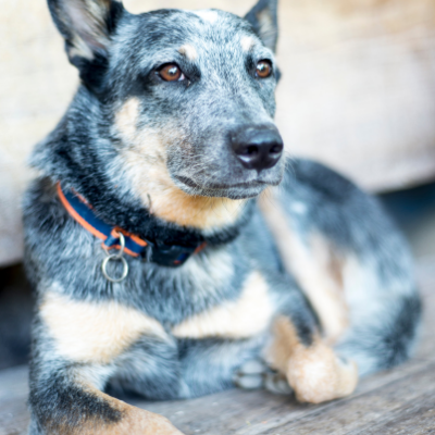 Australian-Cattle-dog9