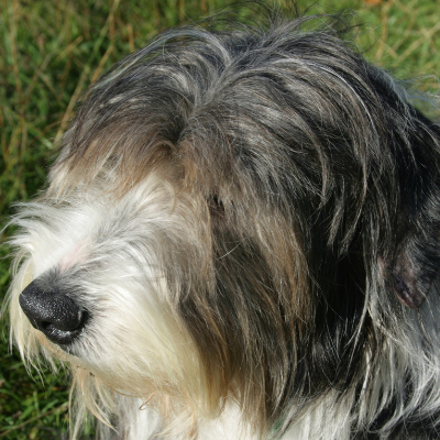 Bearded-Collie3