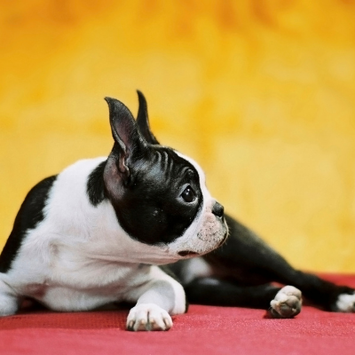 Boston-Terrier14