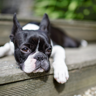 Boston-Terrier15