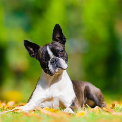 Boston-Terrier16