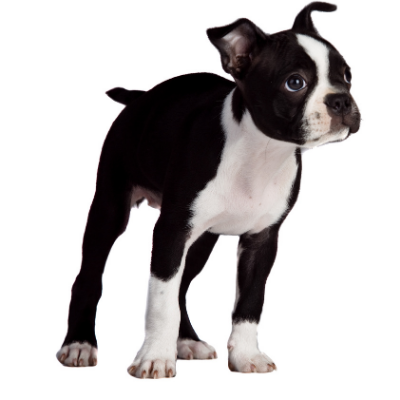 Boston-Terrier7