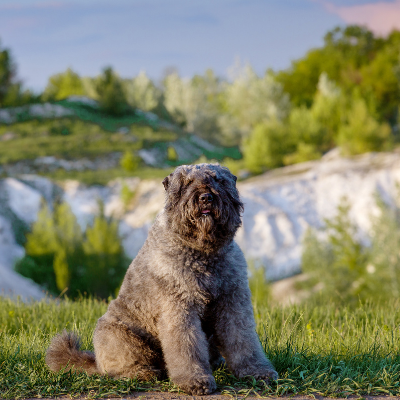 Bouvier-des-Flandres13