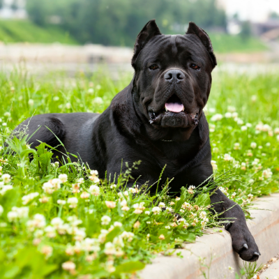 Cane-Corso12