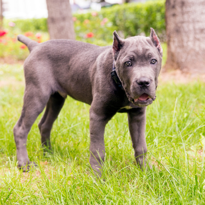 Cane-Corso16