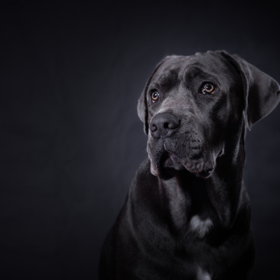 Cane-Corso4