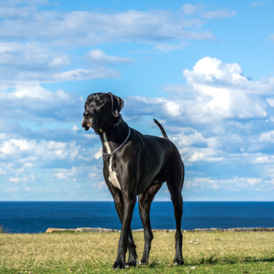 Great-Dane10