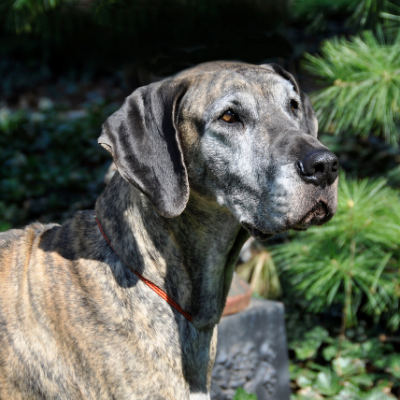 Great-Dane12