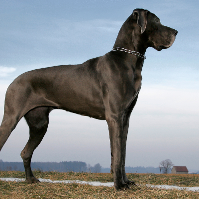 Great-Dane3