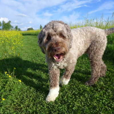 Portuguese-Water-Dog1