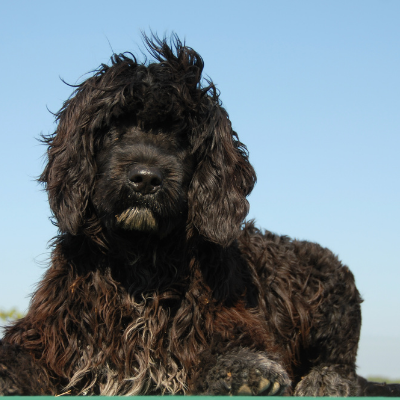 Portuguese-Water-Dog10