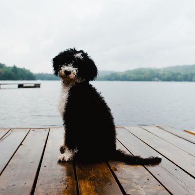 Portuguese-Water-Dog12