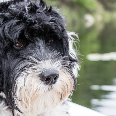 Portuguese-Water-Dog15