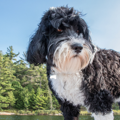 Portuguese-Water-Dog18