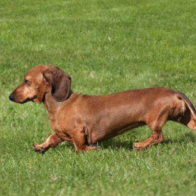 Smooth-Haired-Dachshund1