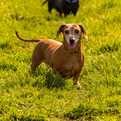 Smooth-Haired-Dachshund12