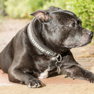 Staffordshire-Bull-Terrier11