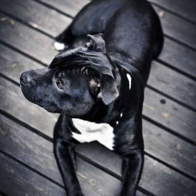 Staffordshire-Bull-Terrier17