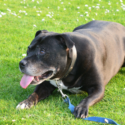 Staffordshire-Bull-Terrier6