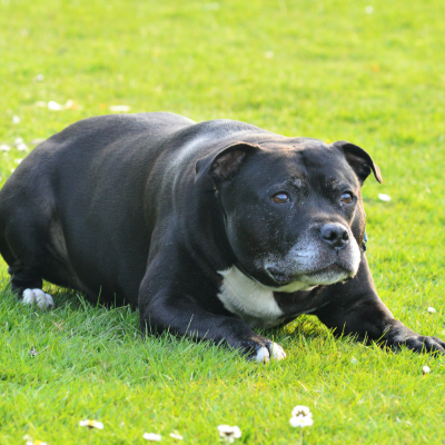 Staffordshire-Bull-Terrier7