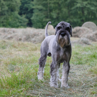 Standard-Schnauzer2