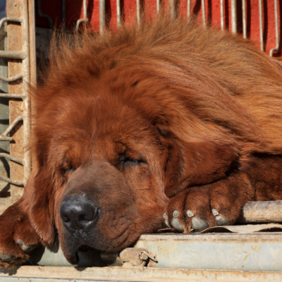 Tibetan-Mastiff10