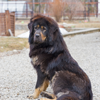 Tibetan-Mastiff15
