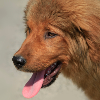 Tibetan-Mastiff16
