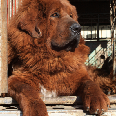 Tibetan-Mastiff18
