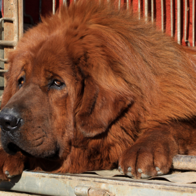 Tibetan-Mastiff2