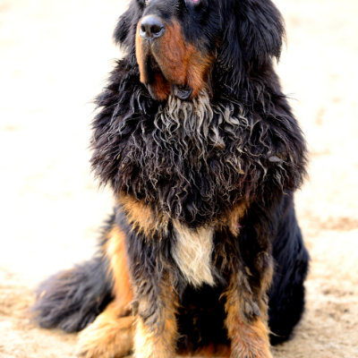 Tibetan-Mastiff9