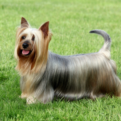 Australian-Silky-Terrier1