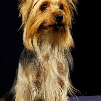 Australian-Silky-Terrier16