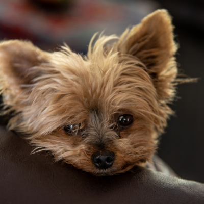 Australian-Terrier18