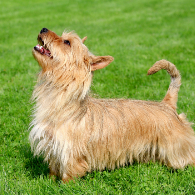 Australian-Terrier7