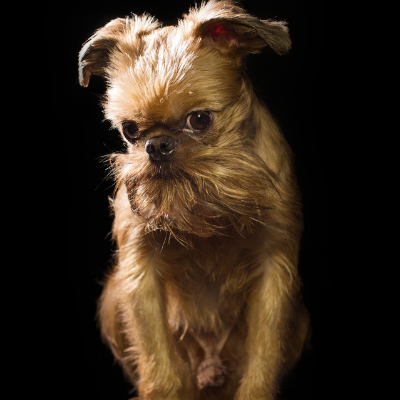 Brussels-Griffon4