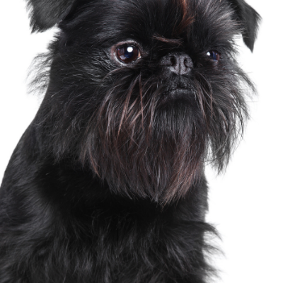 Brussels-Griffon5