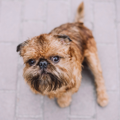 Brussels-Griffon9