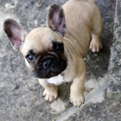 French-Bulldog17