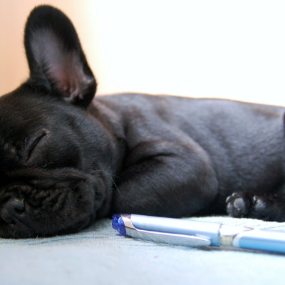 French-Bulldog2