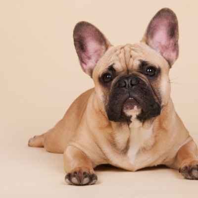 French-Bulldog7