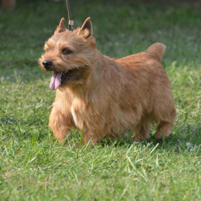 Glen-of-Imaal-Terrier16