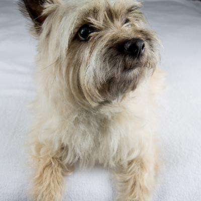 Cairn-Terrier10