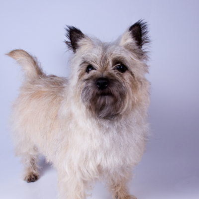 Cairn-Terrier18