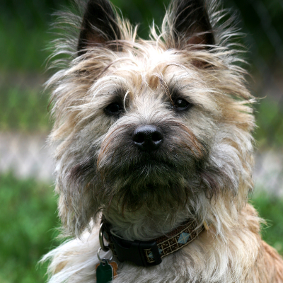 Cairn-Terrier8