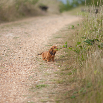 Long-Haired-Miniature-Dachshund1