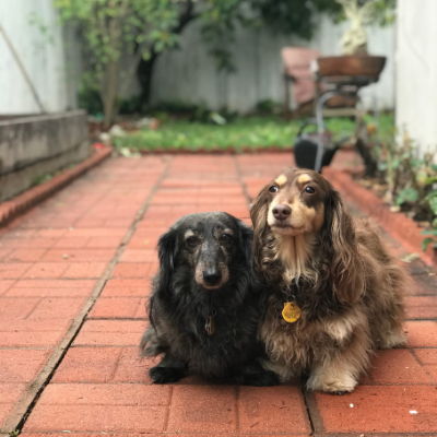 Long-Haired-Miniature-Dachshund14