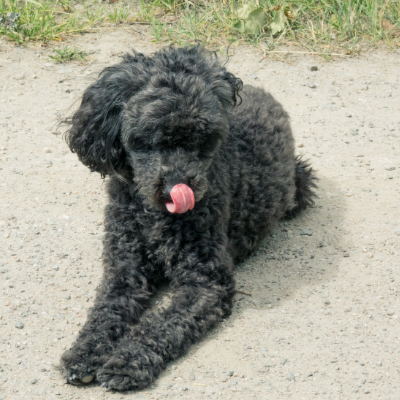 Miniature-Poodle2