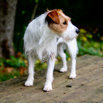 Parson-Russell-Terrier1
